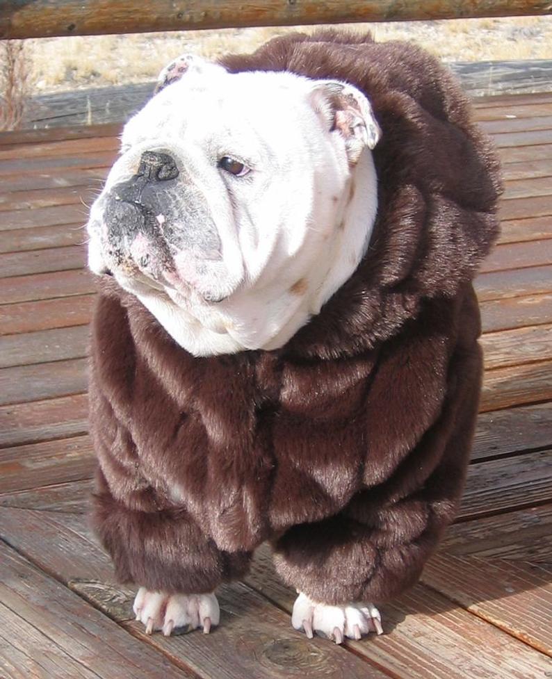 Bulldog Coat
